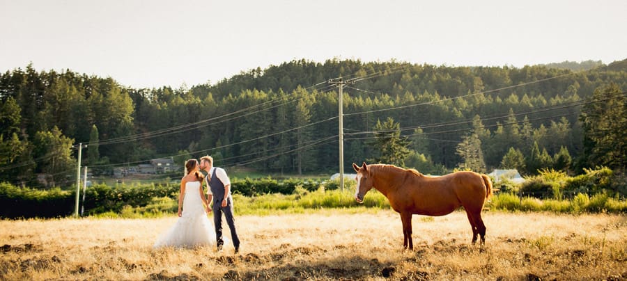 Horse at a Farm Wedding Horse at a Farm Wedding