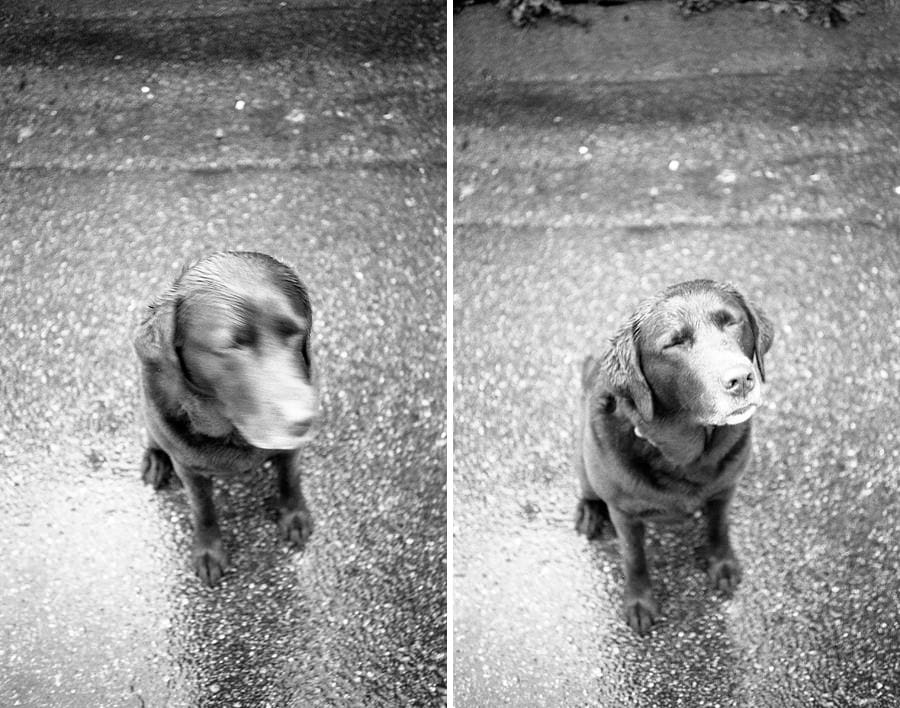 Vancouver Dog Portraits Vancouver Dog Portraits