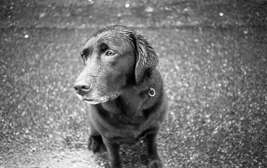 Vancouver Dog Photographer Vancouver Dog Photographer